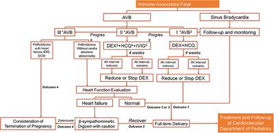 Prenatal Management Strategy for Immune-Associated Congenital Heart Block in Fetuses